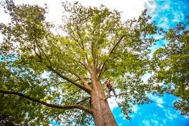 Best Tree Mulching  in West Loch Estate, HI