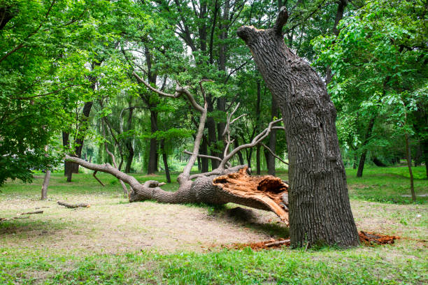 Best Seasonal Cleanup (Spring/Fall)  in West Loch Estate, HI